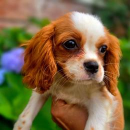 Monica - Blenheim female Cavalier King Charles Spaniel puppy in Watsontown, Pennsylvania from Huntsman Cavaliers