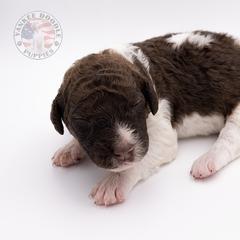 Bernedoodle, Saint Berdoodle, and Sheepadoodle Puppies from Yankee Doodle Puppies