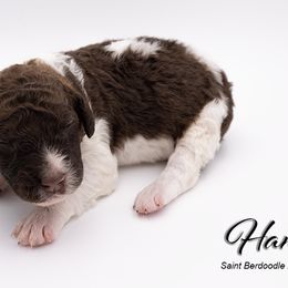 Bernedoodle, Saint Berdoodle, and Sheepadoodle Puppies from Yankee Doodle Puppies