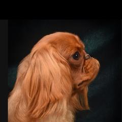 JR - English Toy Spaniel