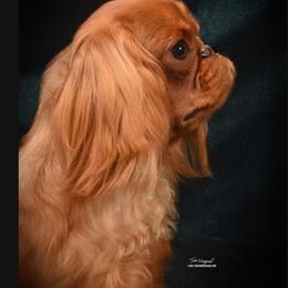 JR - English Toy Spaniel