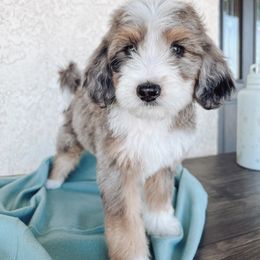 Aussiedoodle and Bernedoodle Puppies from High Desert Doodles