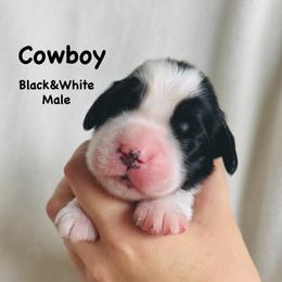 Cowboy - Black and white male English Springer Spaniel puppy in Casa Grande, Arizona from The Spaniel Garden