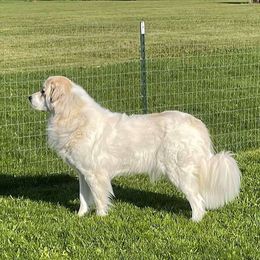 Fiona - Great Pyrenees