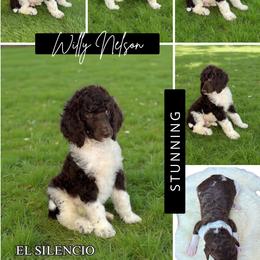 Willie Nelson - Phantom male Poodle puppy in Middlebourne, West Virginia from El Silencio Standard Poodles