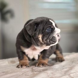 Bluey - Blue tri-color male Bulldog puppy in Burleson, Texas from Diamond Deluxx Frenchies