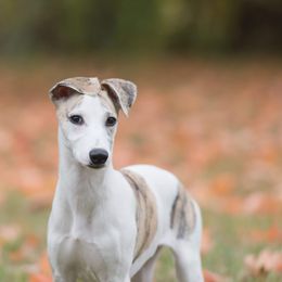 Whippet Puppies from Solidago