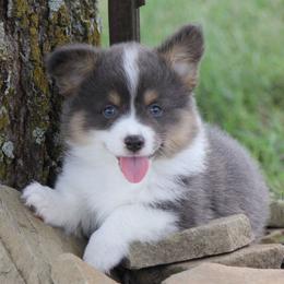 Bluie Boy 2 - Blue male Pembroke Welsh Corgi puppy in Cameron, Texas from Moonstone Corgis & Frenchies