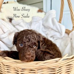 Bluey - Chocolate female Goldendoodle puppy in Taylorsville, Georgia from Sweet Southern Doodles