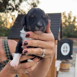 Bo Peep - Tri-color female Bernedoodle puppy in Yuba City, California from Ranch House Doodles