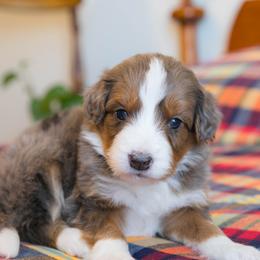 Jellybean - female Australian Mountain Doodle puppy in Lafayette, Missouri from Brick House Farm Doodles