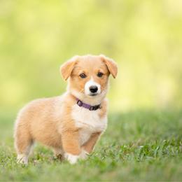 Purple collar - Pancake - Sable female Pembroke Welsh Corgi puppy in Waverly Hall, Georgia from 6g Ranch Corgis