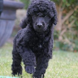 Fuecoco - Black male Poodle puppy in Ephrata, Washington from NCR Ranch