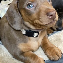 Dachshund Puppies from Maisy & Meg