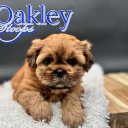 Shih Tzu Puppies from Loyal Tzu's