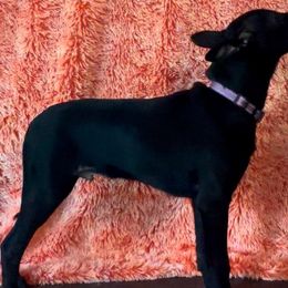 Cuervo - Xoloitzcuintli puppy from Sirius Xolos