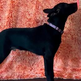 Cuervo - Xoloitzcuintli puppy from Sirius Xolos