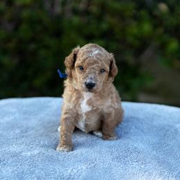 Tango - Apricot male Poodle puppy in Los Angeles, California from Exquisite Doodles