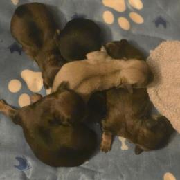Boy 2 - Brown male Cavapoo puppy in Medina, Ohio from Momma's Mastiffs