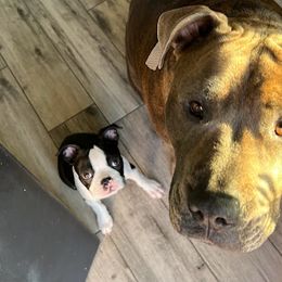 Boston Terrier Puppies from Bethelbreeders