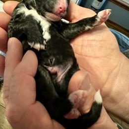 Sable - Sable male Bernedoodle puppy in Holt, Missouri from Mindys Doodles