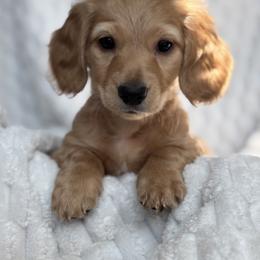 Dachshund Puppies from Dash of Love