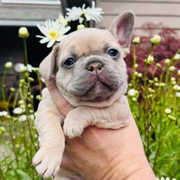French Bulldog puppies from 47 North Frenchies, LLC