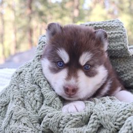 Swiss - Red and white male Siberian Husky puppy in Bly, Oregon from Hill Top Huskies