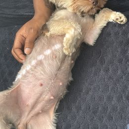 Yorkshire Terrier puppies from Yorkie House