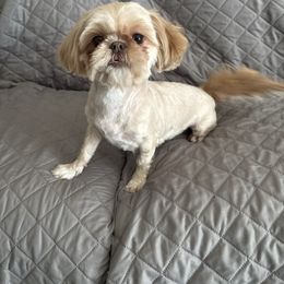 AKC   Zara - Shih Tzu
