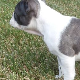 French Bulldogs from Undeniabull French Bulldogs