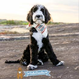 Goldendoodle Puppies from BellaDoodles