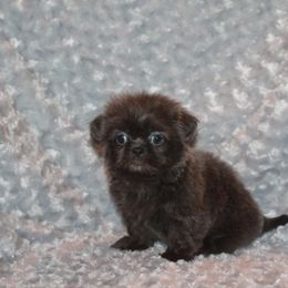 Shih Tzu Puppies from Gypsy Breeze Kennels