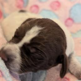 German Shorthaired Pointer Puppies from Hanaway GSPs
