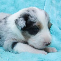 Australian Shepherd Puppies from Arrow Stone Aussies