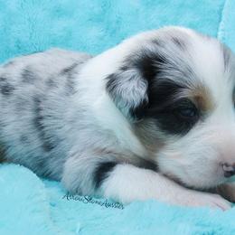 Australian Shepherd Puppies from Arrow Stone Aussies