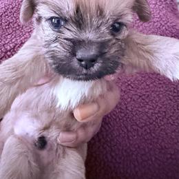 Boy 1 - Black gold and white male Shorkie puppy in Florida from Shih tzus and Shorkies Galore