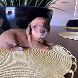 Kimber - Dapple female Dachshund puppy in Agua Dulce, Texas from Sunny EP Weenies