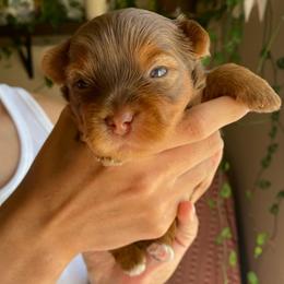 Marlon - Chocolate and tan male Yorkshire Terrier puppy in Stockton, California from Lala & Co.