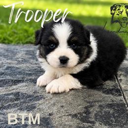 Trooper - Black tri male Miniature American Shepherd puppy in Leitchfield, Kentucky from Legendmaker MAS