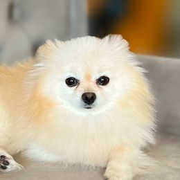 Pomeranians from Happy Poms