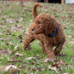 Blue Boy - Goldendoodle puppy from Botcherby Doodles