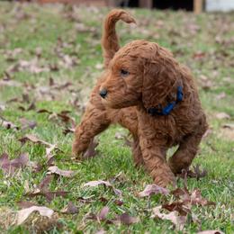 Blue Boy - Goldendoodle puppy from Botcherby Doodles
