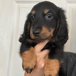 Fluffy - Black and tan male Dachshund puppy in Beaumont, California from JUAREZ MINI DACHSHUNDS