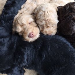 Australian Labradoodle Puppies from Texas Labradoodles