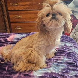 Rylee - Shih Tzu