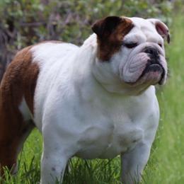 Darla - Bulldog