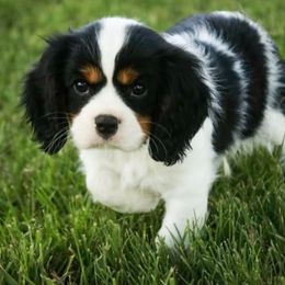 Cavalier King Charles Spaniel Puppies from Happily Ever After Cavaliers