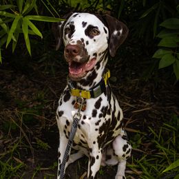 Kiba - Dalmatian