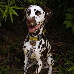 Kiba - Dalmatian